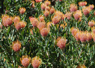 Leucospermum sp.1