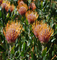 Leucospermum sp.1