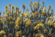 Leucospermum reflexum var. luteum