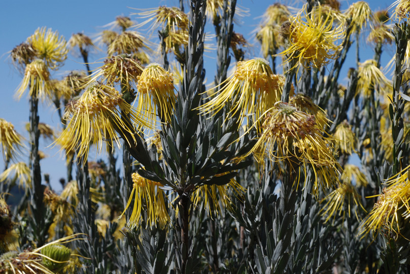 Leucospermum reflexum var. luteum