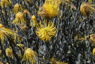 Leucospermum reflexum var. luteum