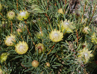 Protea scolymocephala