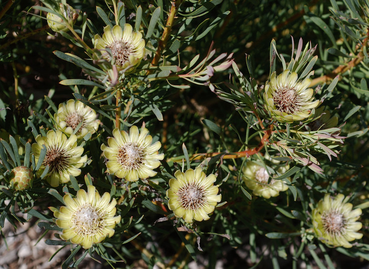 Protea scolymocephala