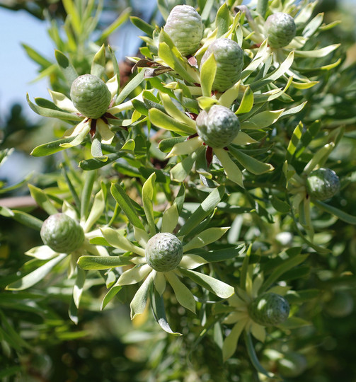 Leucadendron floridum