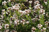 Leucospermum bolusii