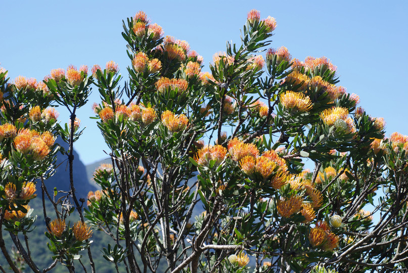 Leucospermum sp.1