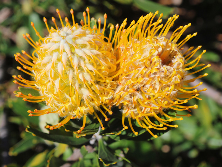 Leucospermum erubescens