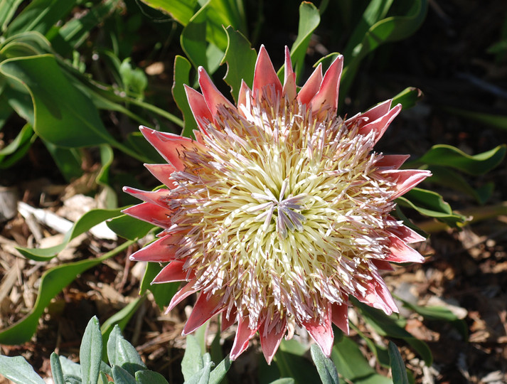 Protea cynaroides