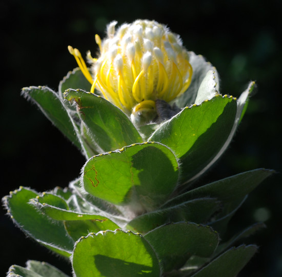 Leucospermum conocarpodendron