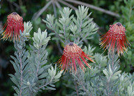 Leucospermum reflexum