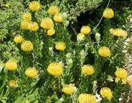 Leucospermum cordifolium