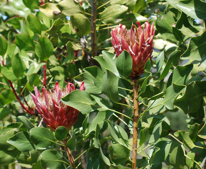 Protea cynaroides