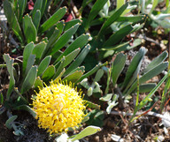 Leucospermum hypophylloides ?