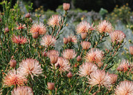 Leucospermum tottum