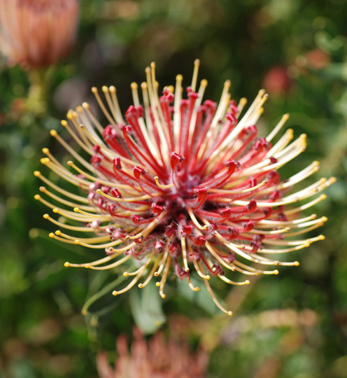 Leucospermum tottum