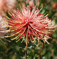 Leucospermum tottum