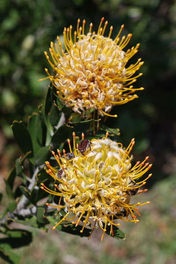 Leucospermum erubescens