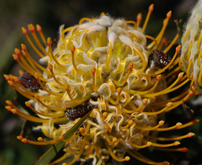 Leucospermum erubescens