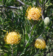 Leucospermum erubescens