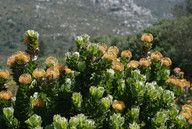 Leucospermum patersonii
