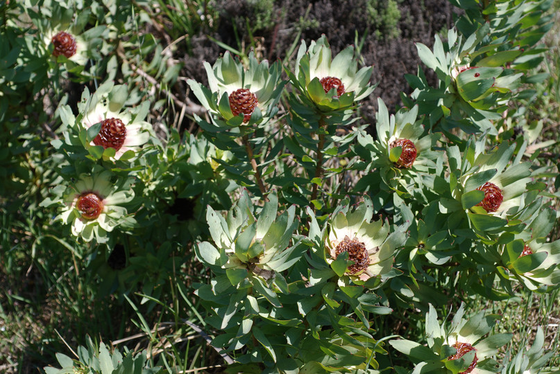 Leucadendron floridum ?