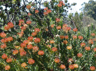 Leucospermum vestitum