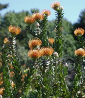 Leucospermum vestitum