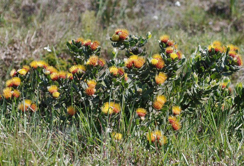 Leucospermum oleifolium