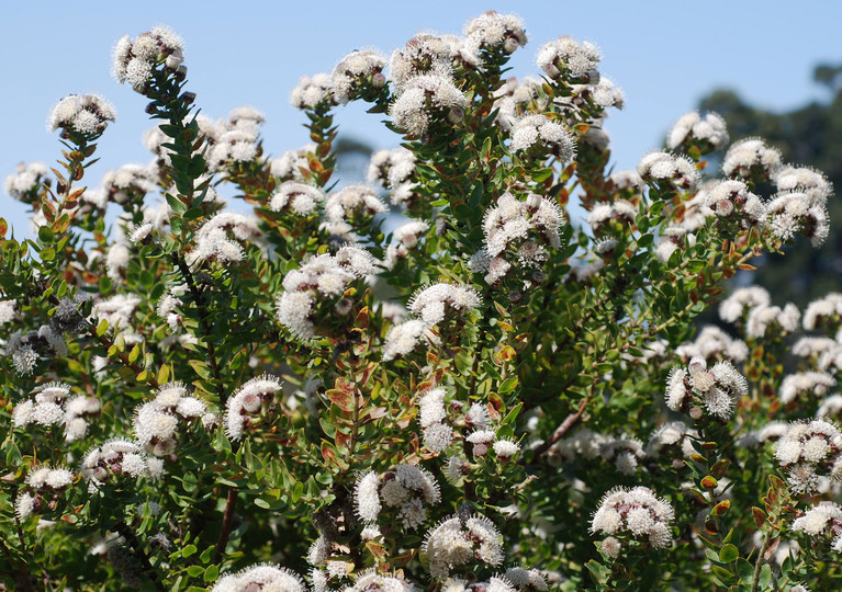 Leucospermum bolusii