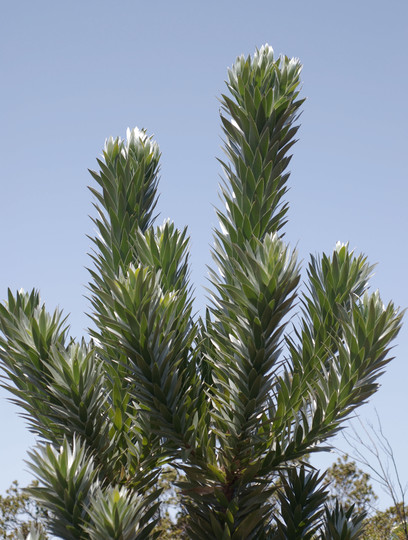 Leucadendron argenteum