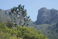 Leucadendron argenteum