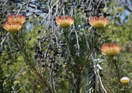 Leucospermum lineare 