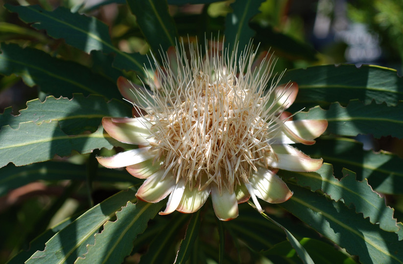 Protea caffra