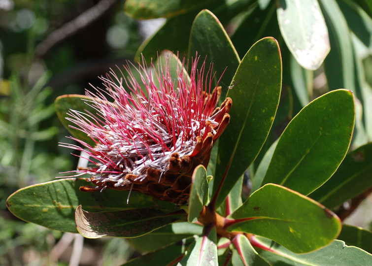 Protea rubropilum