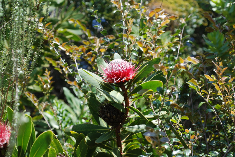 Protea rubropilum