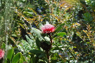 Protea rubropilum