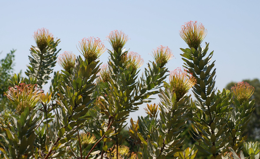 Leucospermum formosum 