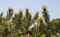 Leucospermum formosum 