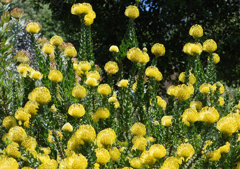 Leucospermum cordifolium