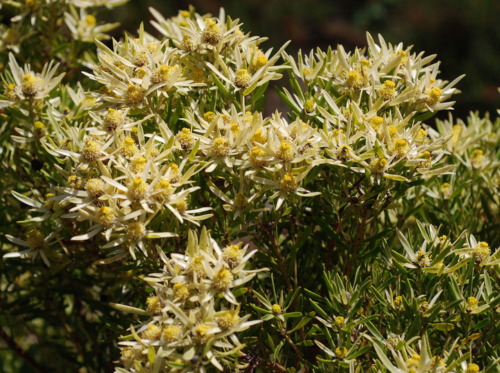 Leucadendron spissifolium