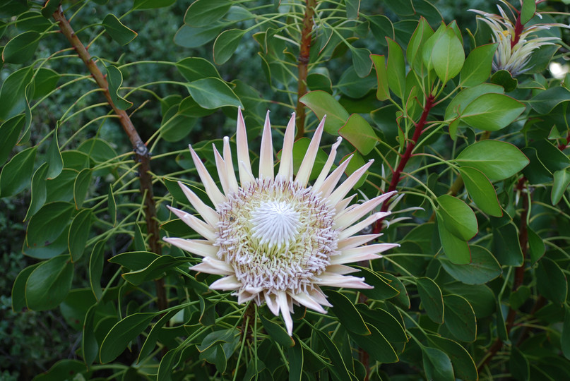 Protea cynaroides