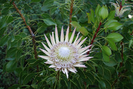 Protea cynaroides