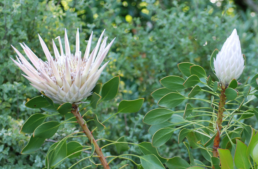 Protea cynaroides