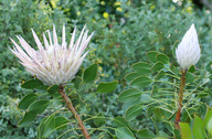 Protea cynaroides