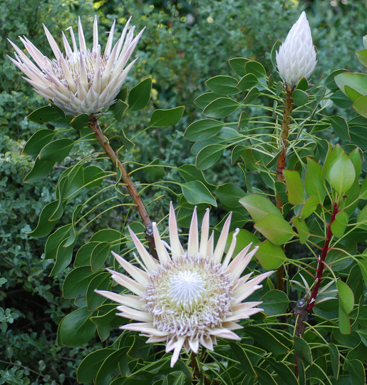 Protea cynaroides