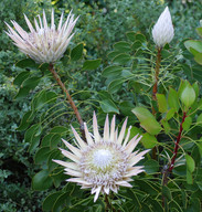 Protea cynaroides