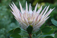 Protea cynaroides