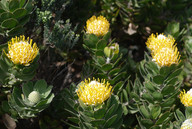 Leucospermum conocarpodendron