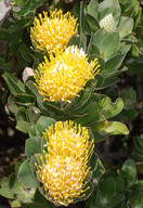 Leucospermum conocarpodendron