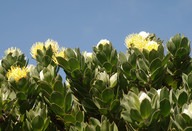 Leucospermum conocarpodendron